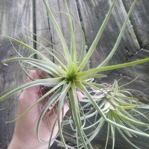 3 Live Air Plants